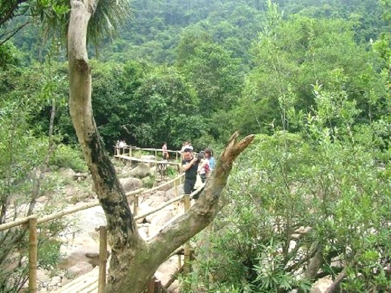 cây cầu băng rừng
