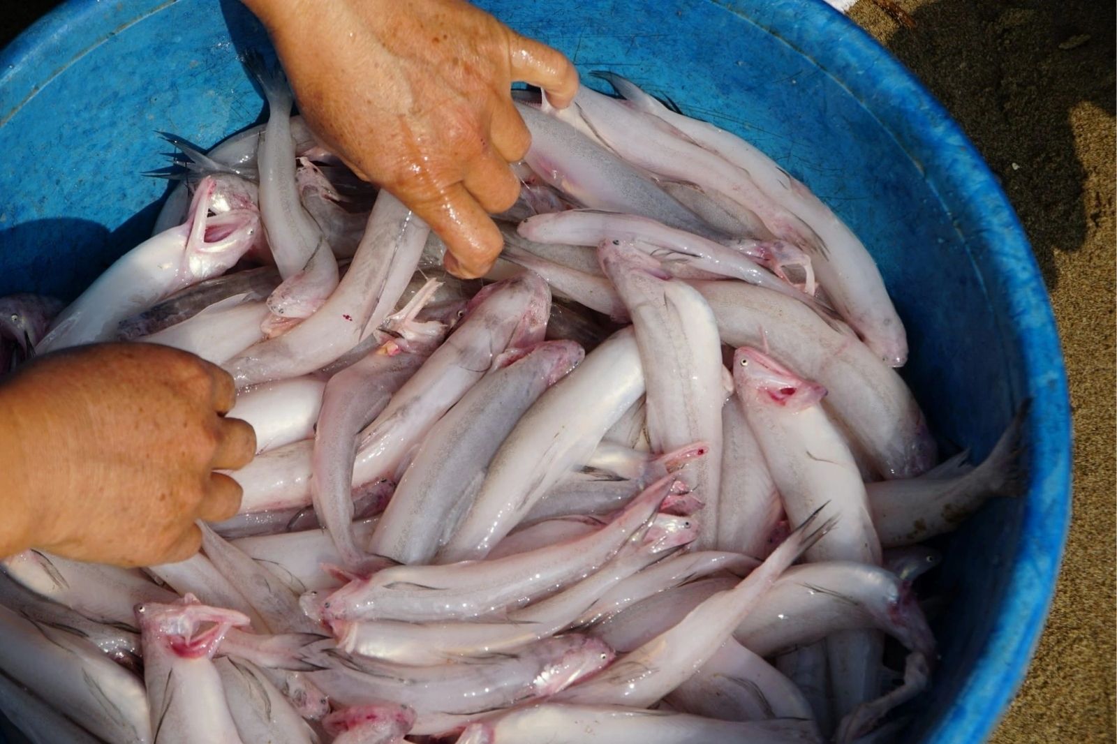 Lẩu cá khoai trứ danh Quảng Bình - Đặc sản ngọt thanh và nồng ấm 9 Lựa chọn cá khoai tươi ngon cho món lẩu đậm đà