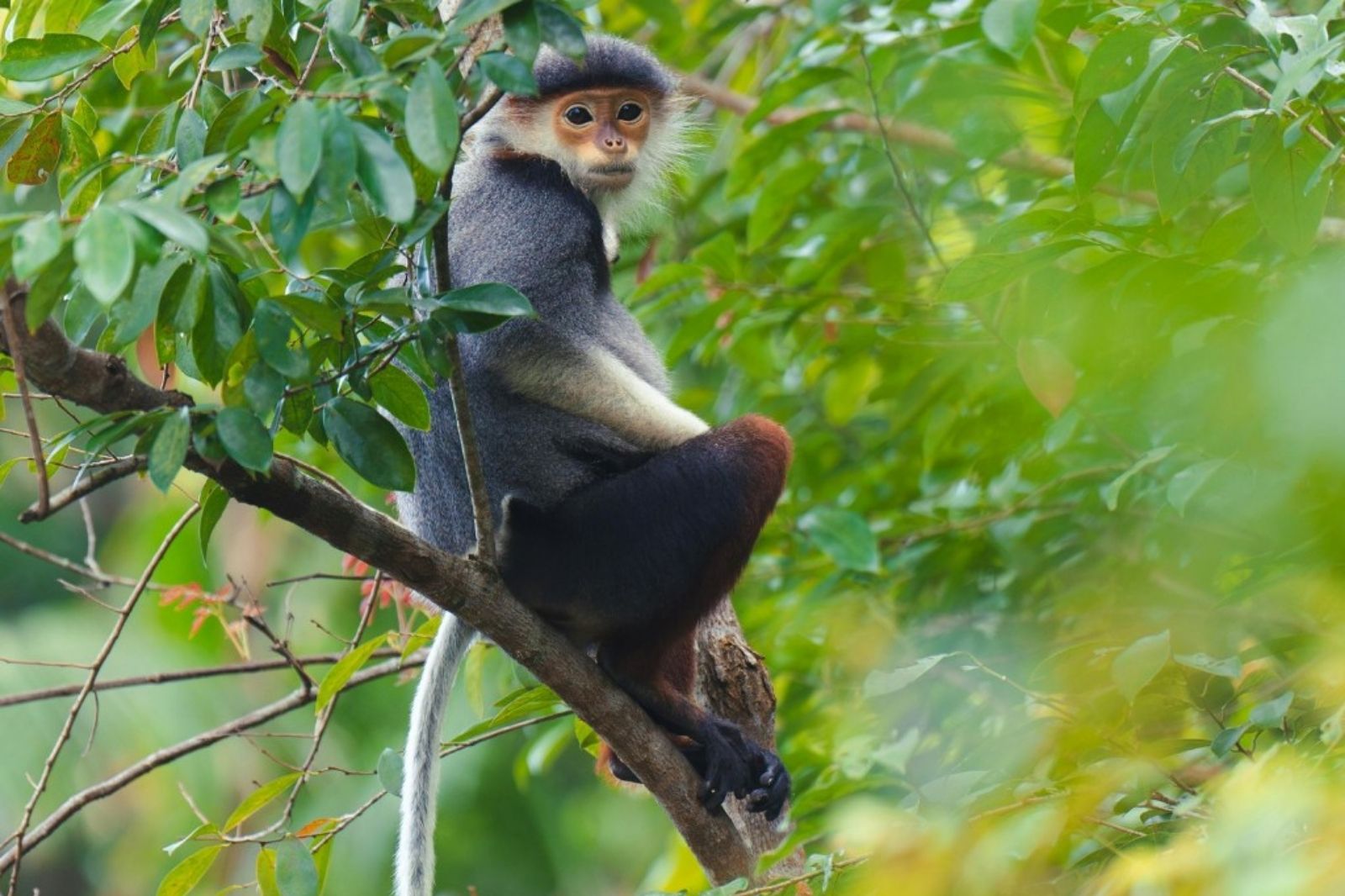 Khỉ Langur Trường Sơn